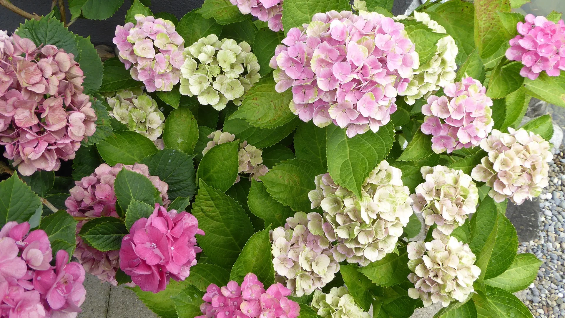 When and How to Transplant Hydrangeas: Spring vs Fall Guide