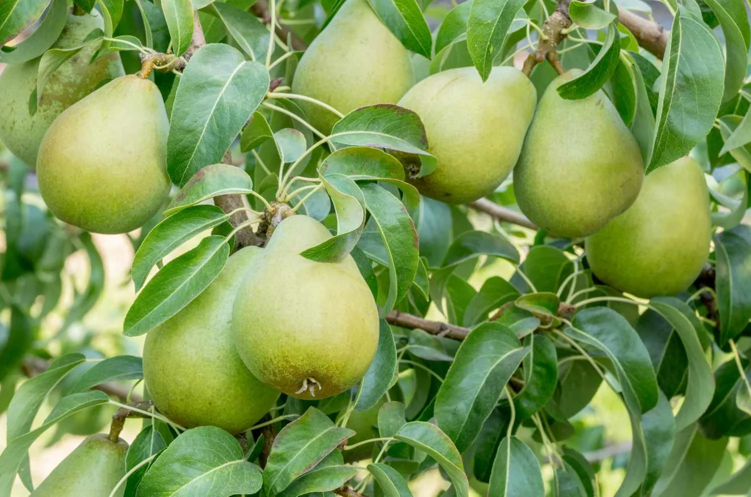 Fertilizing Pear Trees: When, How, and the Best Fertilizer to Use