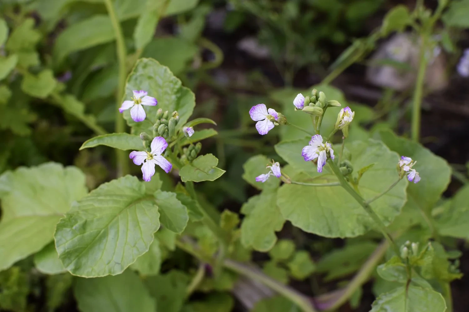Radish Plants Flowering: Why Radishes Bolt and What to Do