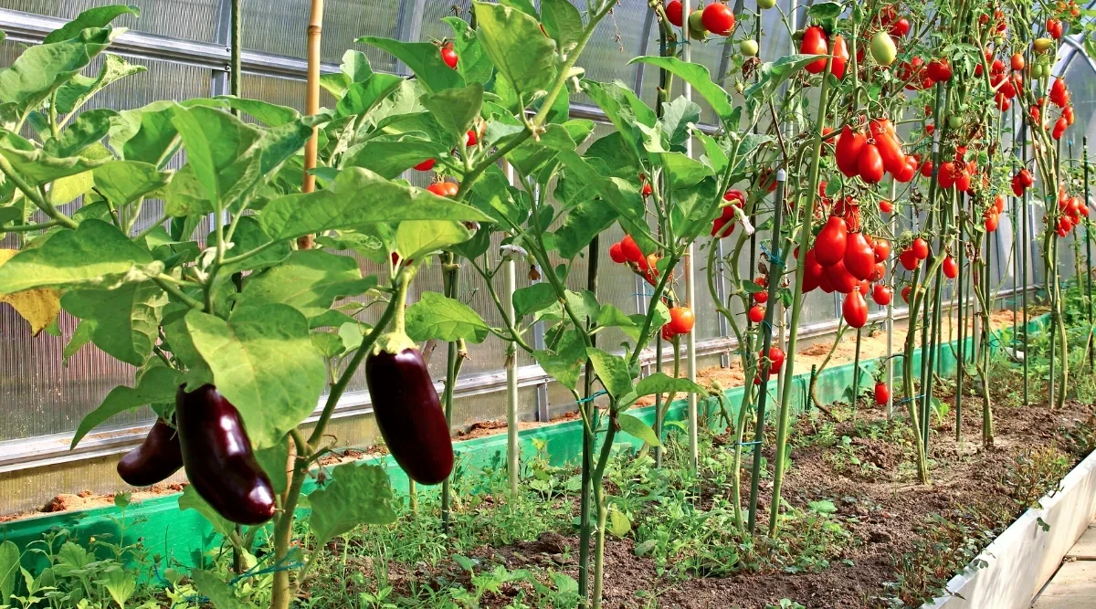 Companion Planting with Eggplant: Best Plants to Grow Together