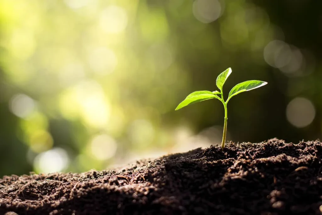 Enhancing Soil and Plant Health: Natural Solutions from Organic Amendments and Bio‑Enhancers