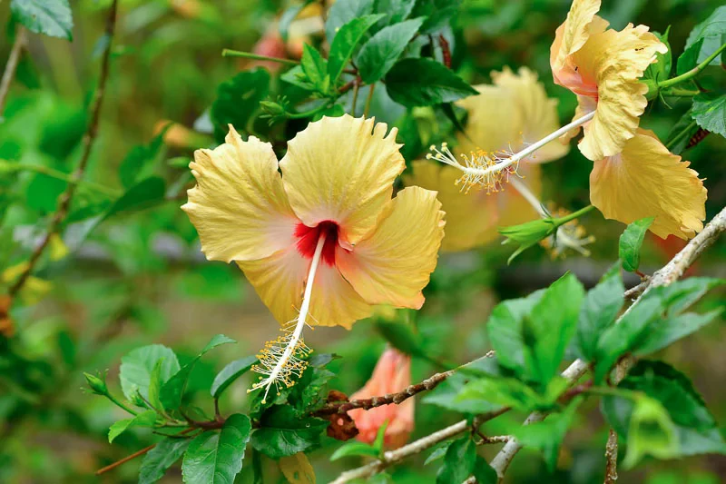 Fertilizing Hibiscus Plants: Best Nutrients for Healthy Growth and Blooms