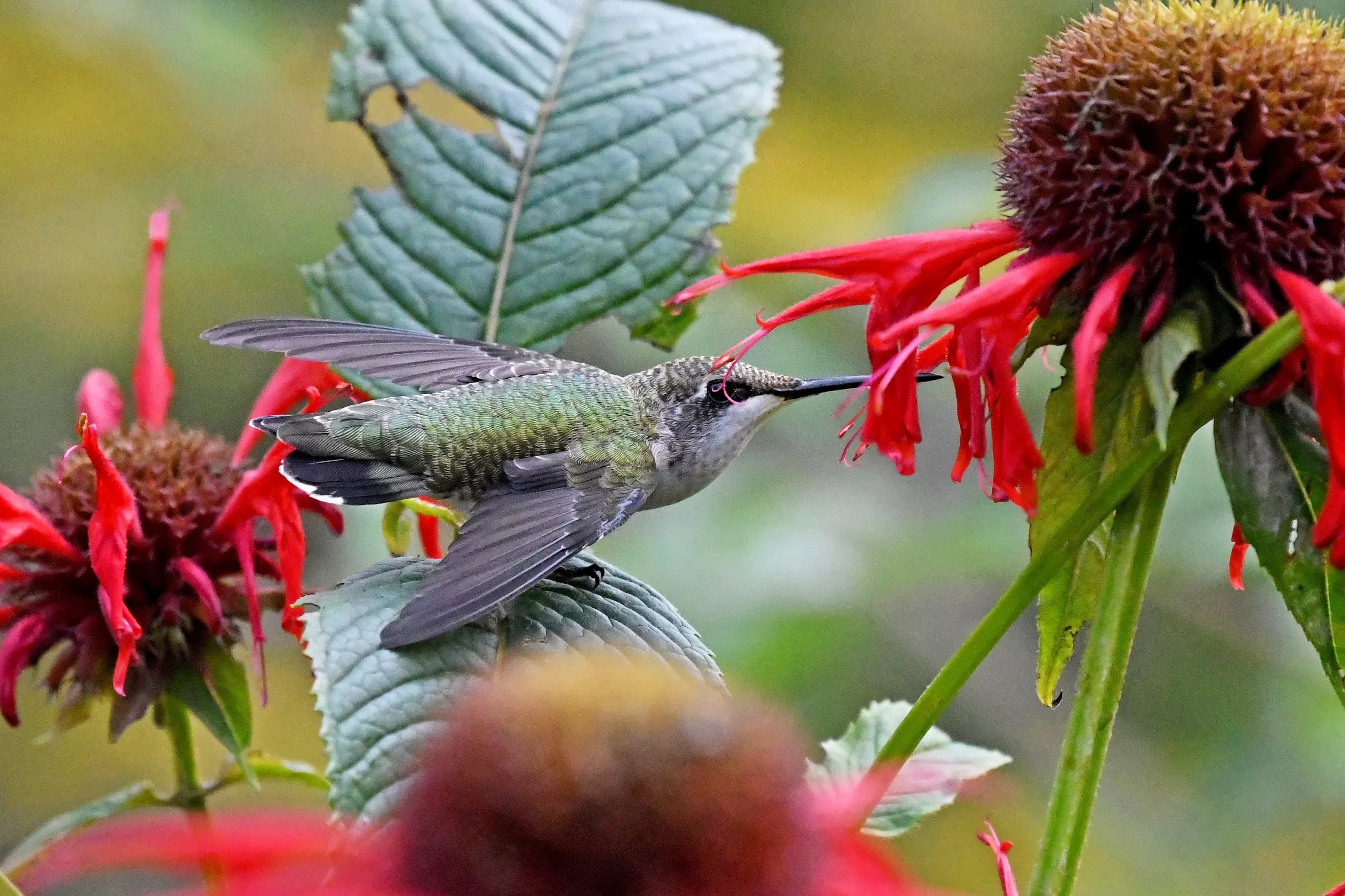 Vines for Hummingbirds: Best Flowering Climbers to Attract Hummingbirds