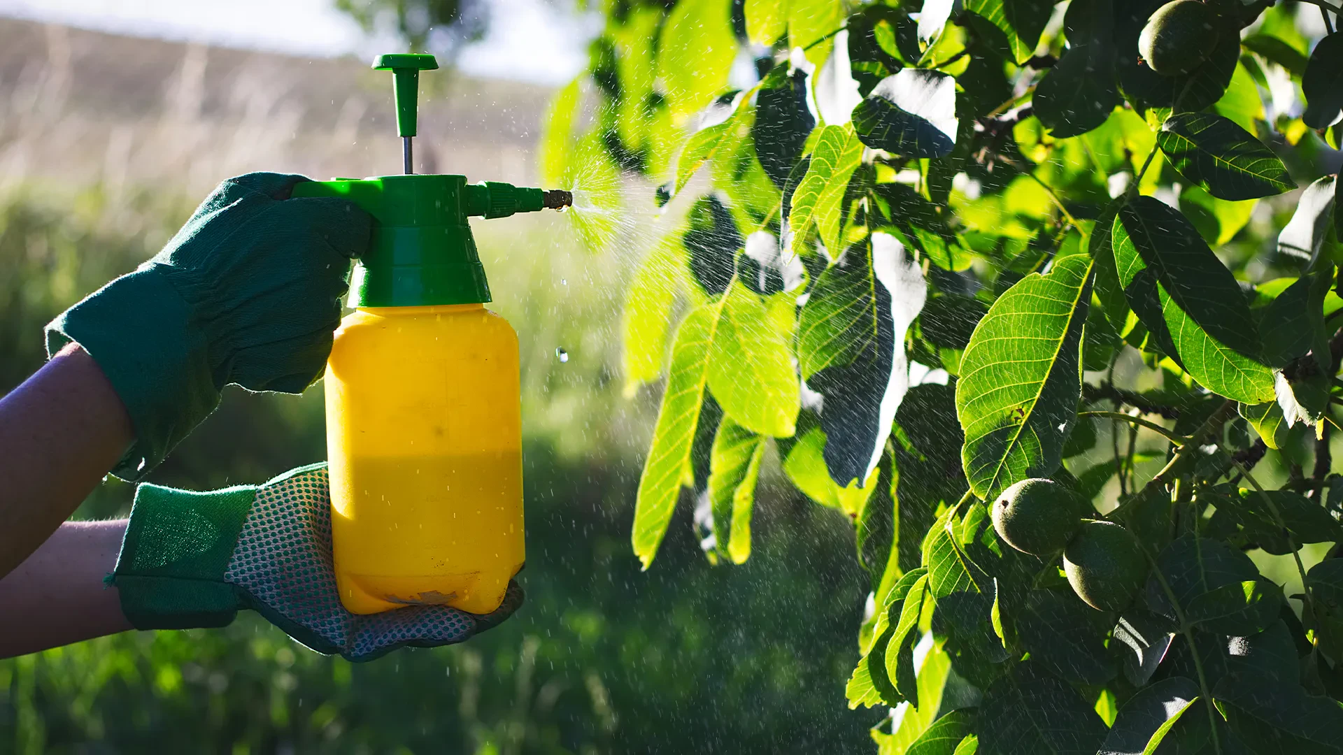 Insecticidal Soap for Plants: How to Use, Make & Choose the Best Option