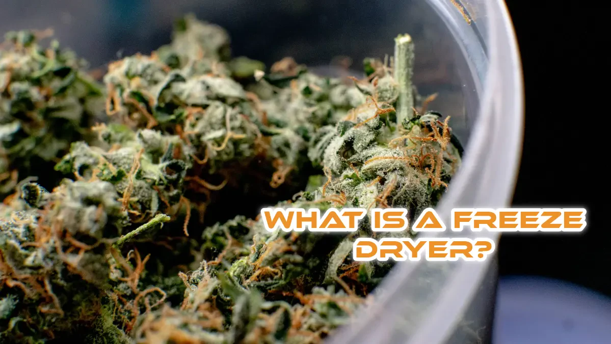 What Is a freeze dryer and how does it work?