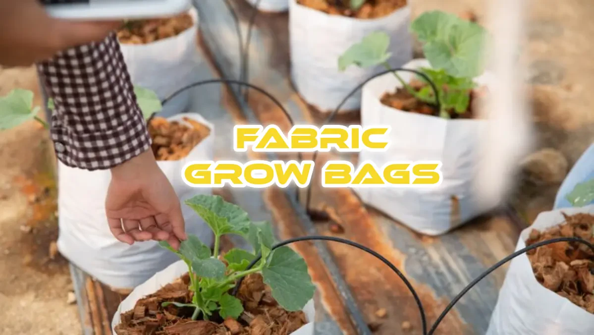 Important Tips to Know About Grow Bag Gardening