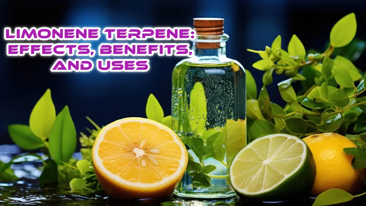 Limonene terpene: Effects, benefits and uses