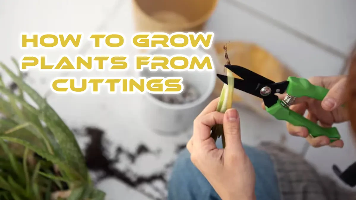 How to Grow Plants from Cuttings?