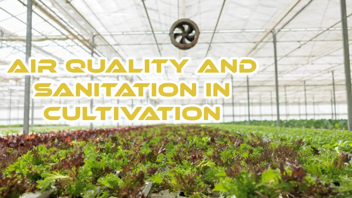 The Importance of Air Quality and Sanitation in Cultivation