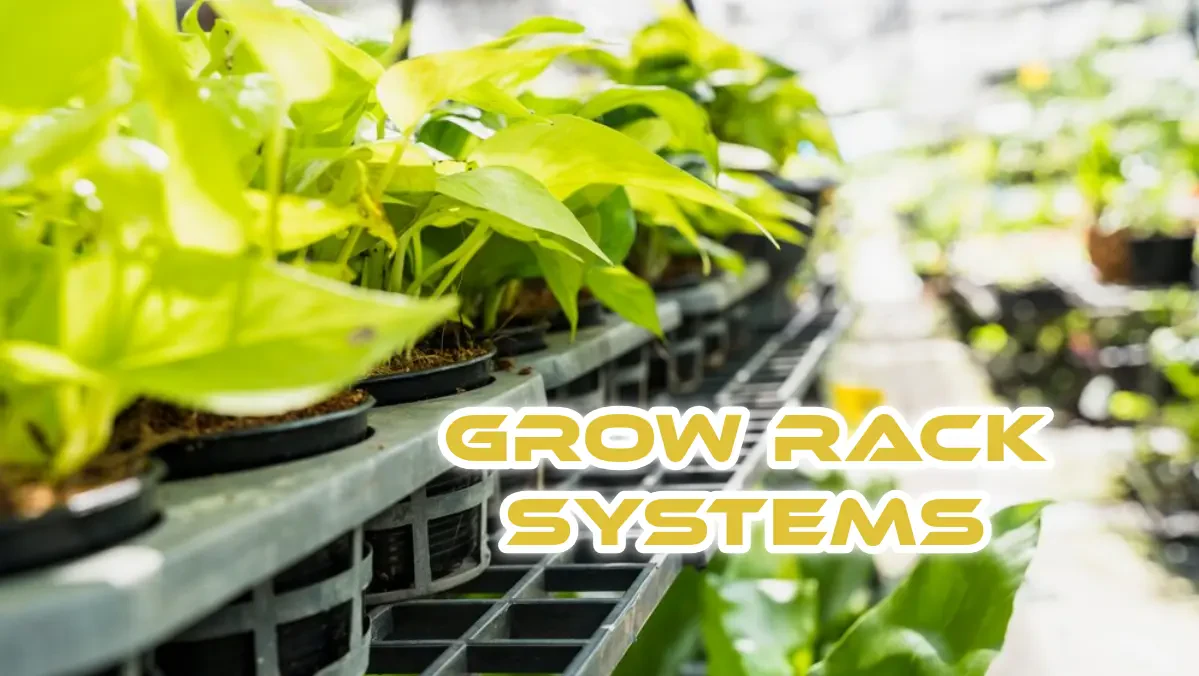The Future of Indoor Farming: Grow Rack Systems