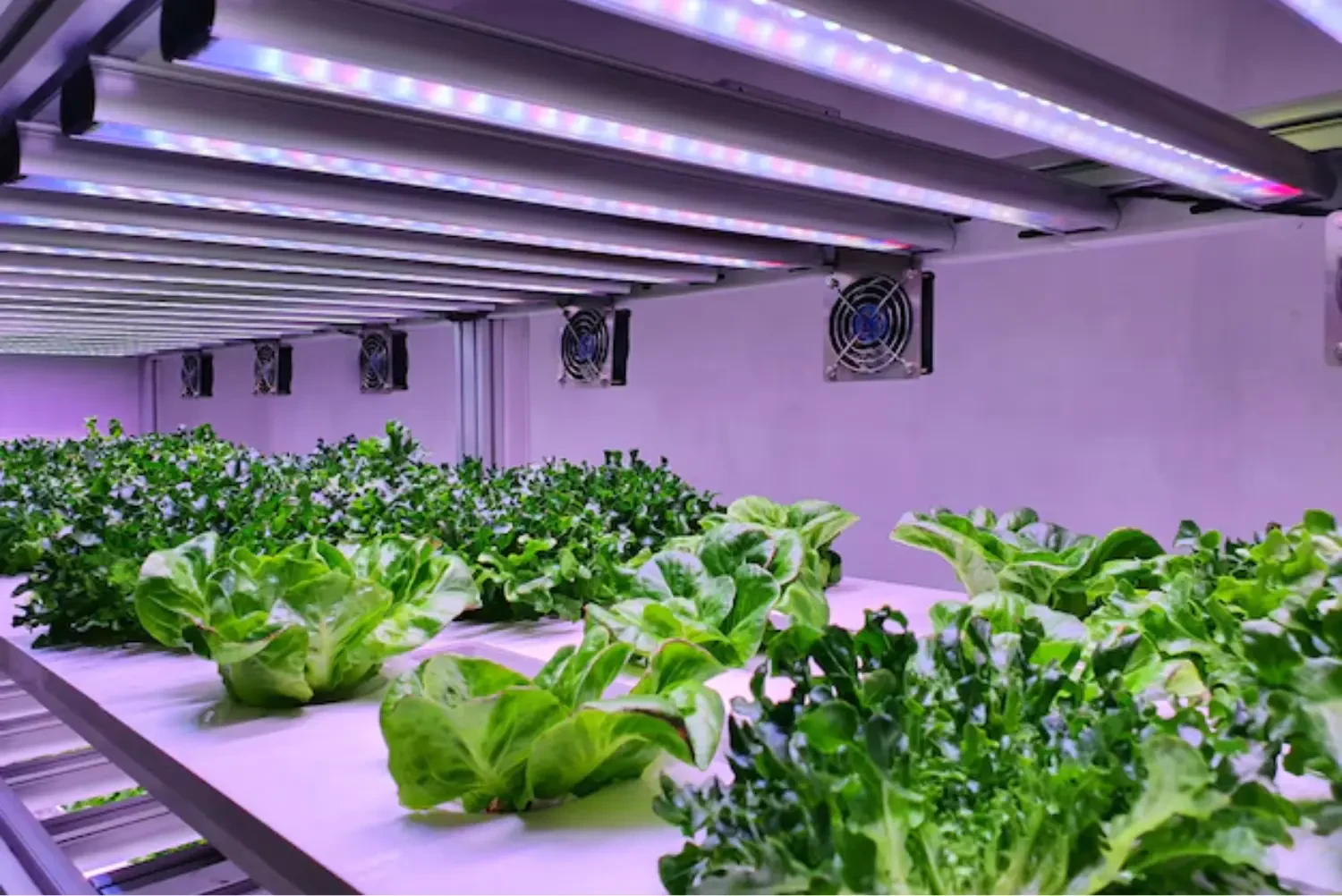 Reduced Costs with Led Grow Lights in Indoor Gardening