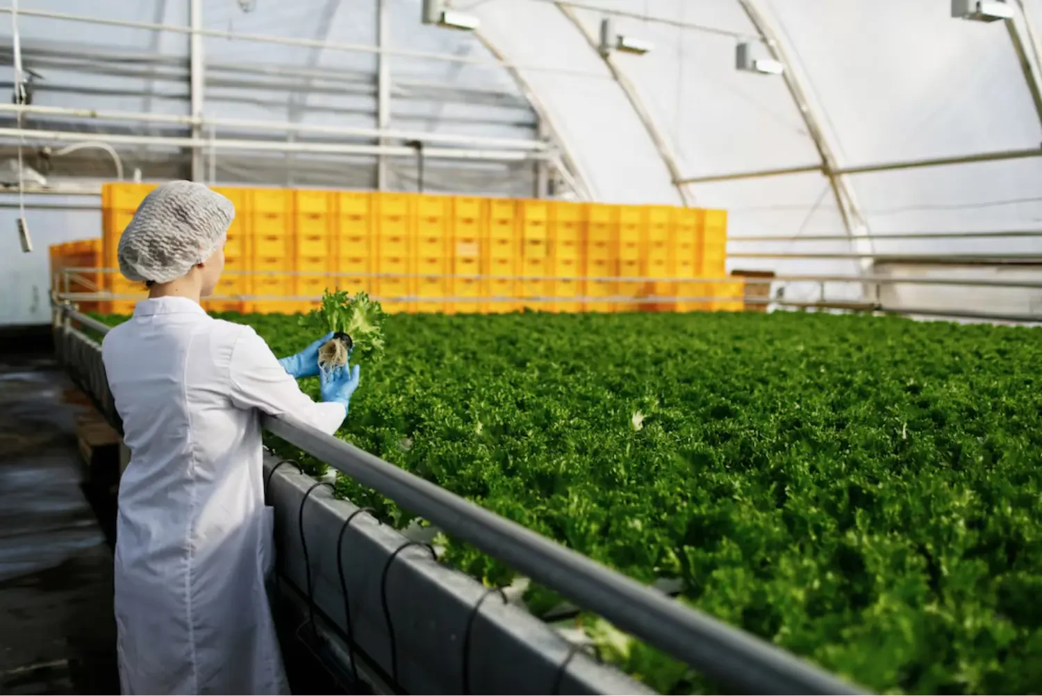 Innovative Odor Control Strategies in Growing Environment
