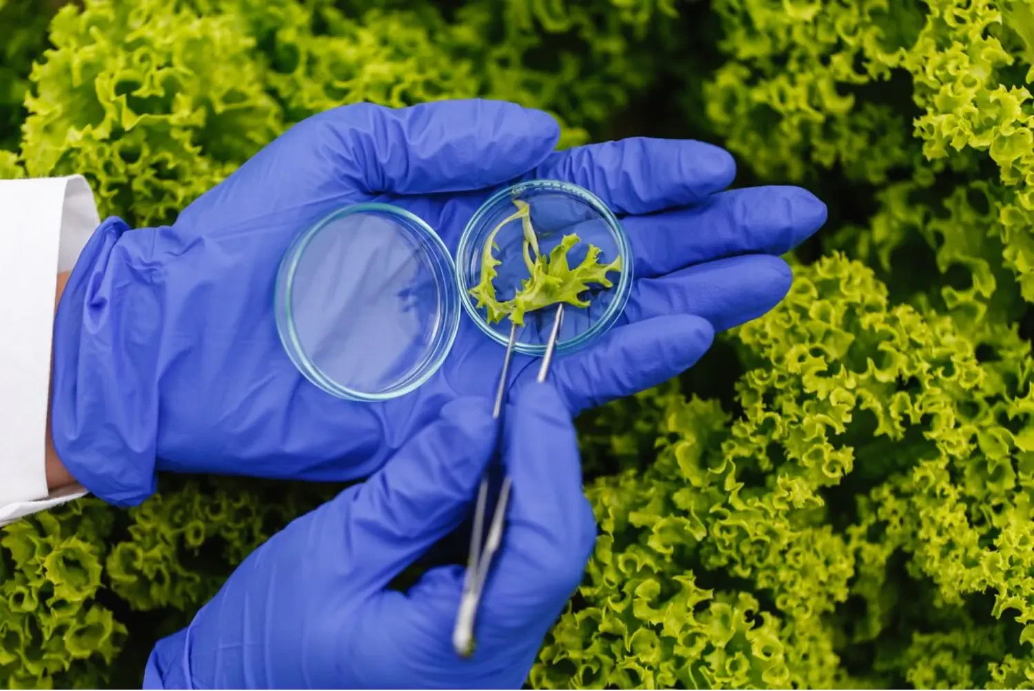 The Role of DNA Testing in Modern Plant Propagation