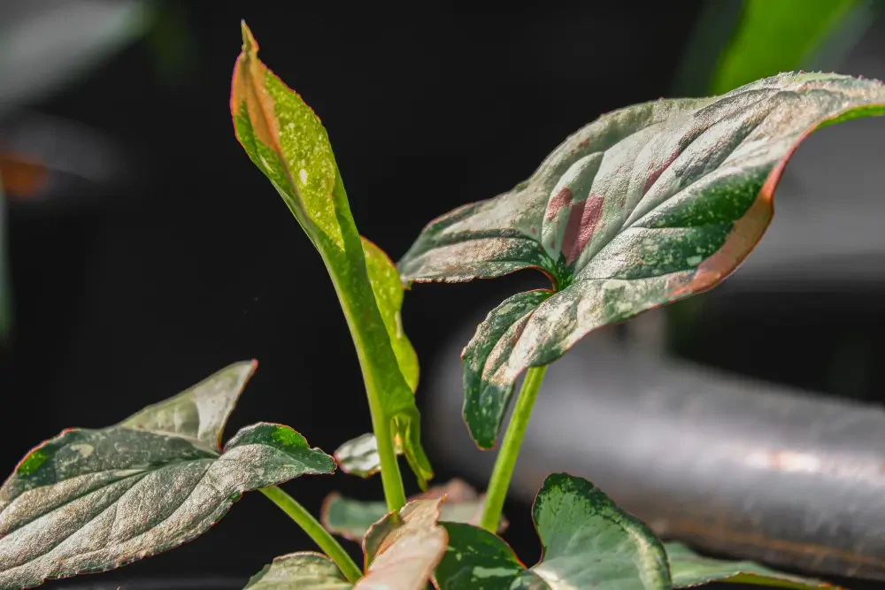 Everything you need to know about copper fungicide for plant health