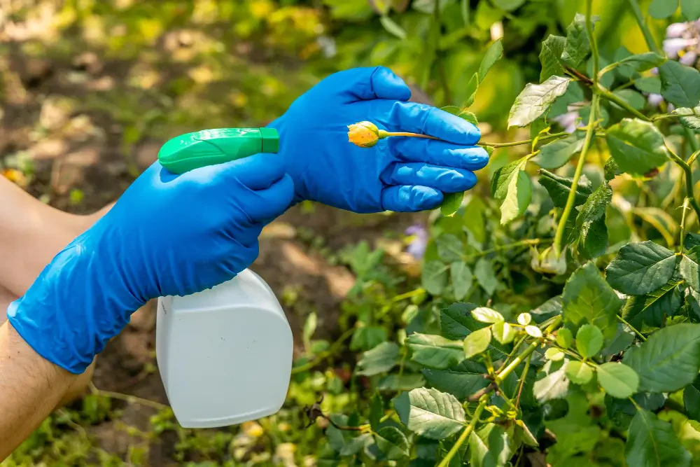 Daconil fungicide: Uses, benefits, and application tips