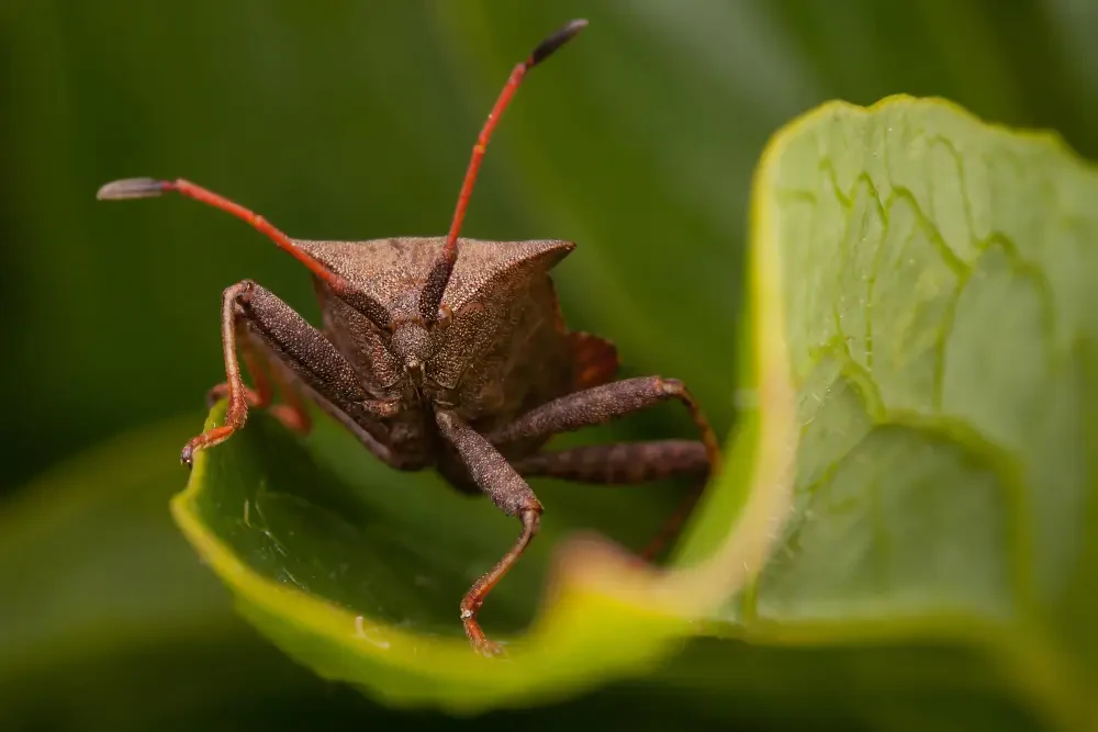 How to get rid of squash bugs fast