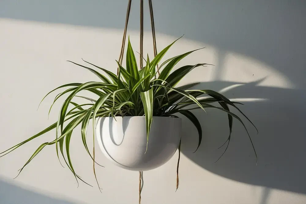 Spider plant care guide: How to grow lush and vibrant chlorophytum