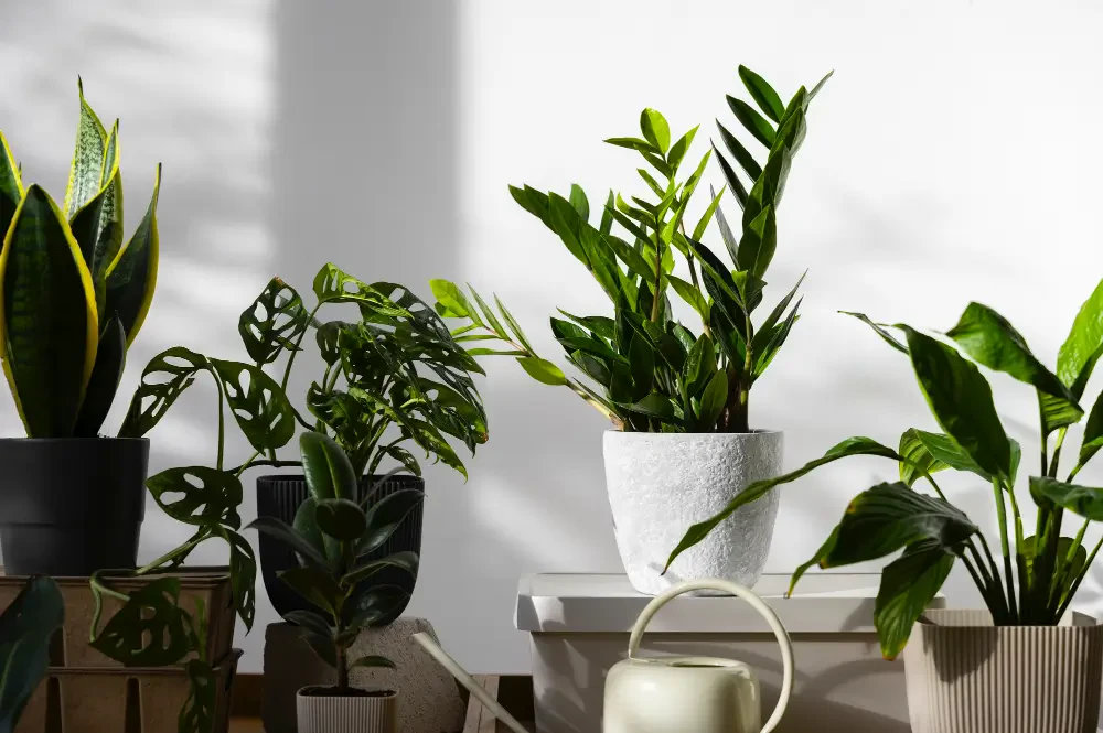 ZZ Plant Care: How to Nurture Your Zamioculcas Zamiifolia