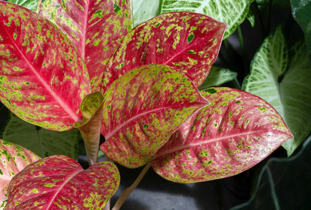 Chinese Evergreen care: A guide to aglaonema success