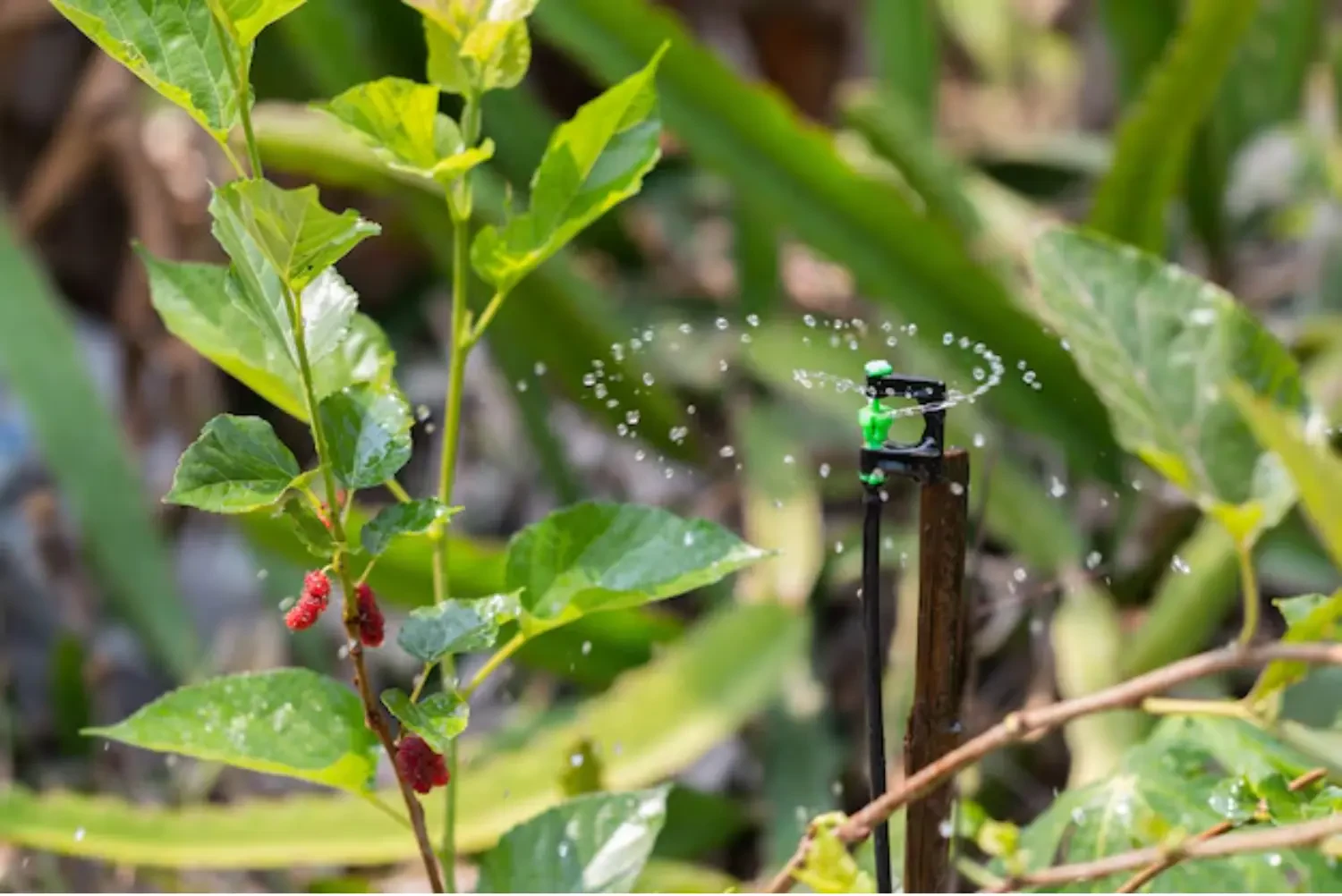 Organic Pest Control Meets Efficient Irrigation: A Look at Natural Enemies and EZ-Flo Solutions