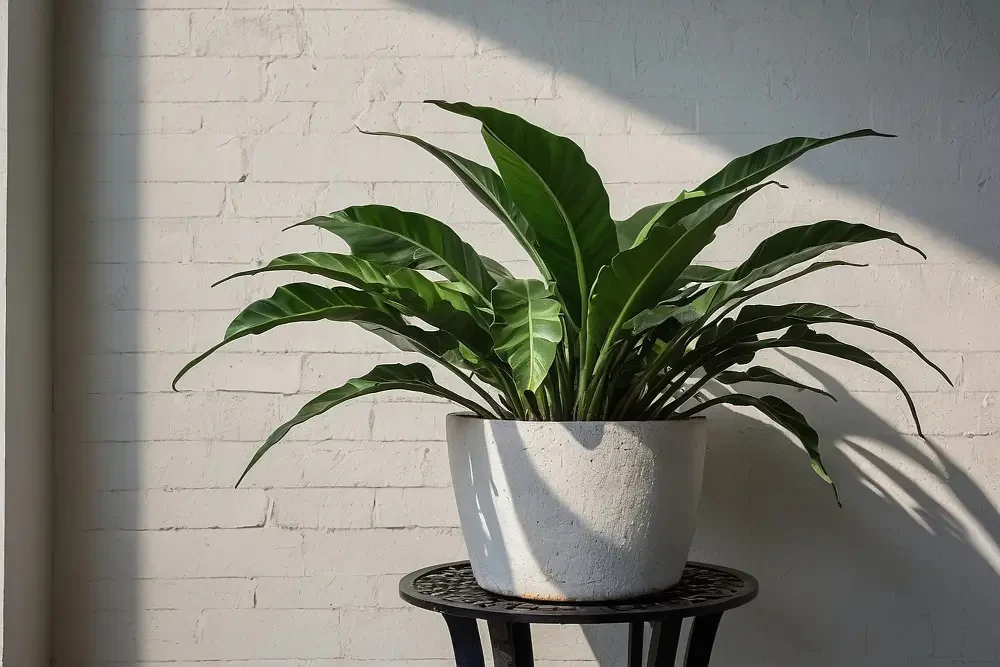 Cast Iron plant care: Tips for growing aspidistra indoors