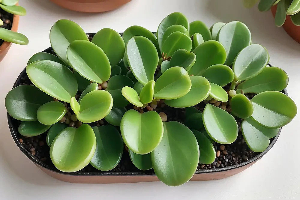 Jade plant care: How to grow and maintain crassula ovata