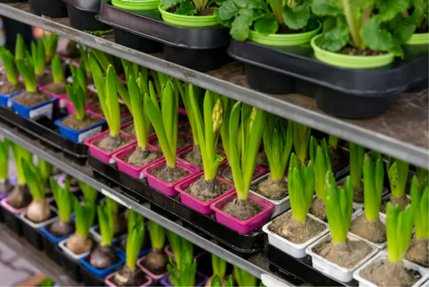 Optimizing Agricultural Productivity with Grow Light and Climate Automation Technologies