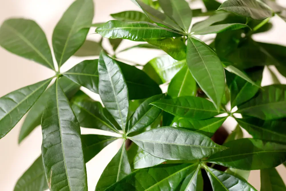 Money Tree care guide: Growing a thriving pachira aquatica