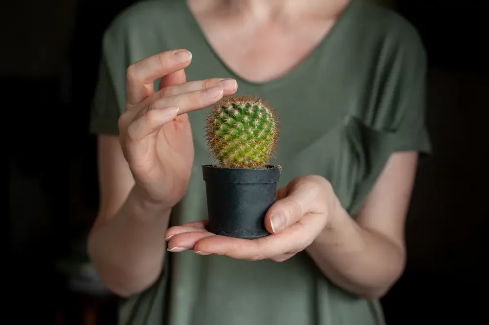 Cactus care guide: How to grow and maintain desert plants