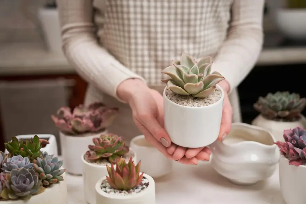 Succulent care: Tips for growing hardy and decorative plants