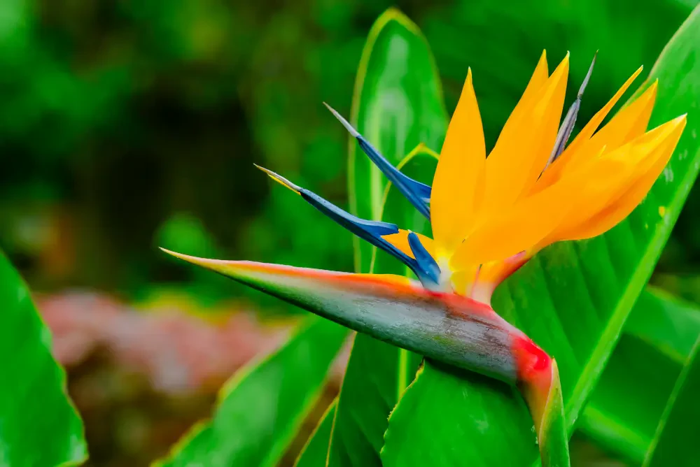 Bird of Paradise care: Growing strelitzia for exotic blooms