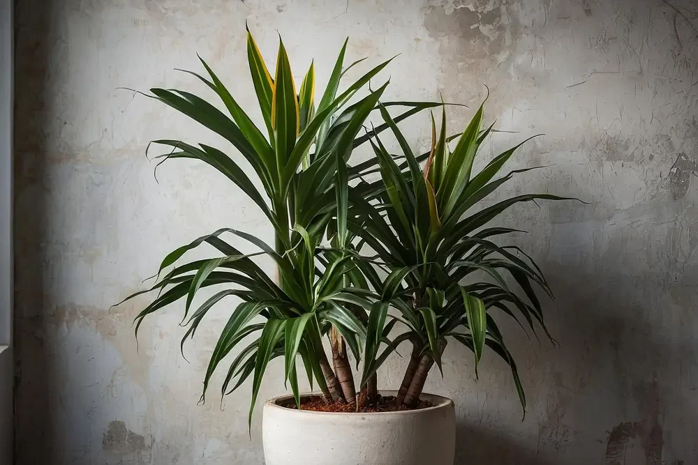 Dracaena care: How to maintain a healthy Dragon Tree