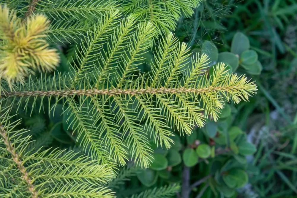Norfolk Island Pine care: Tips for growing araucaria indoors