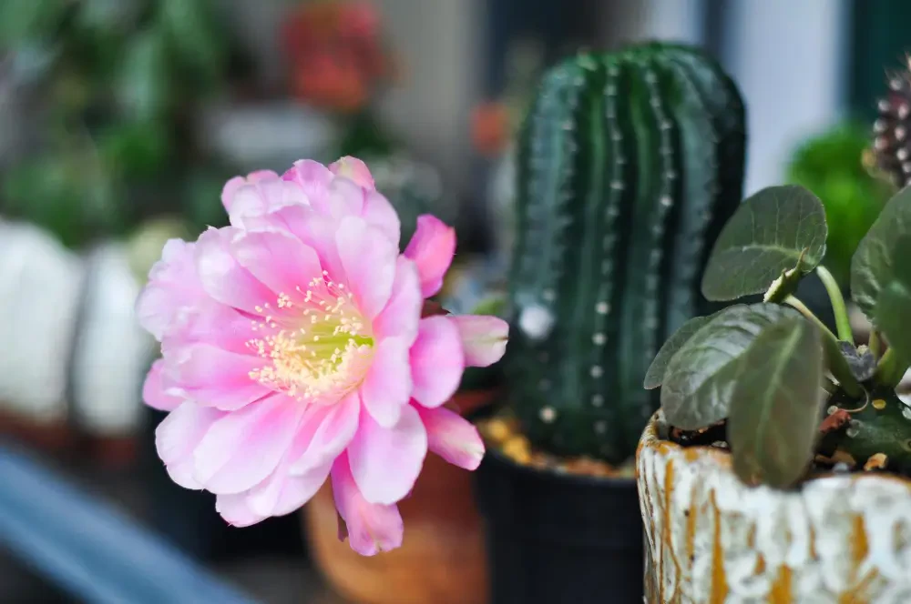 Christmas Cactus care: How to encourage festive blooms