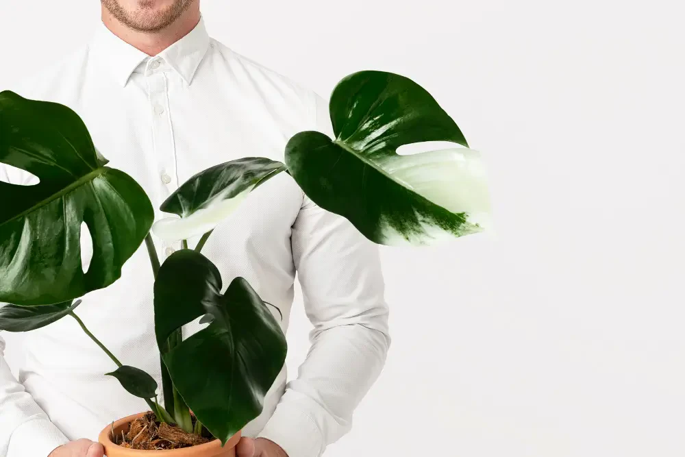 Monstera care guide: Growing and caring for Swiss Cheese Plant