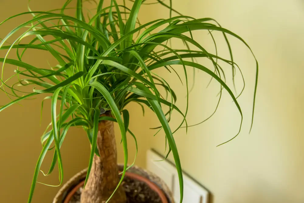 Ponytail Palm care: Tips for a thriving beaucarnea