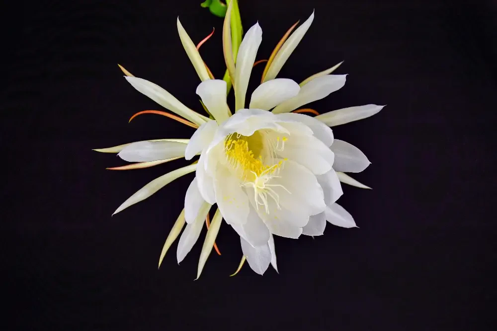 Queen of the Night Flower care: Growing epiphyllum oxypetalum indoors