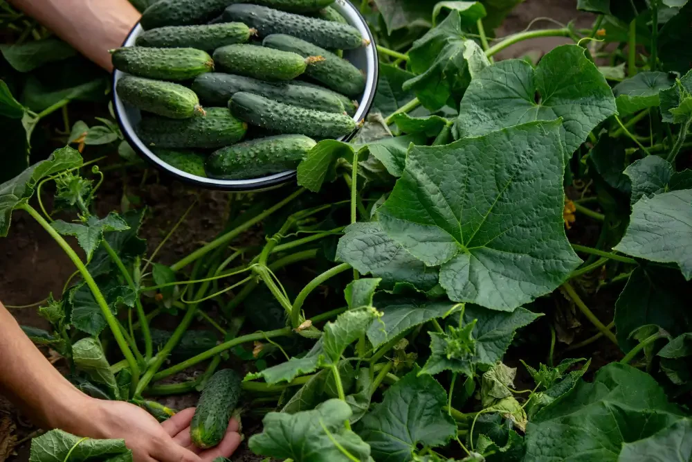 How to grow cucumbers: Tips for a bountiful harvest in your garden