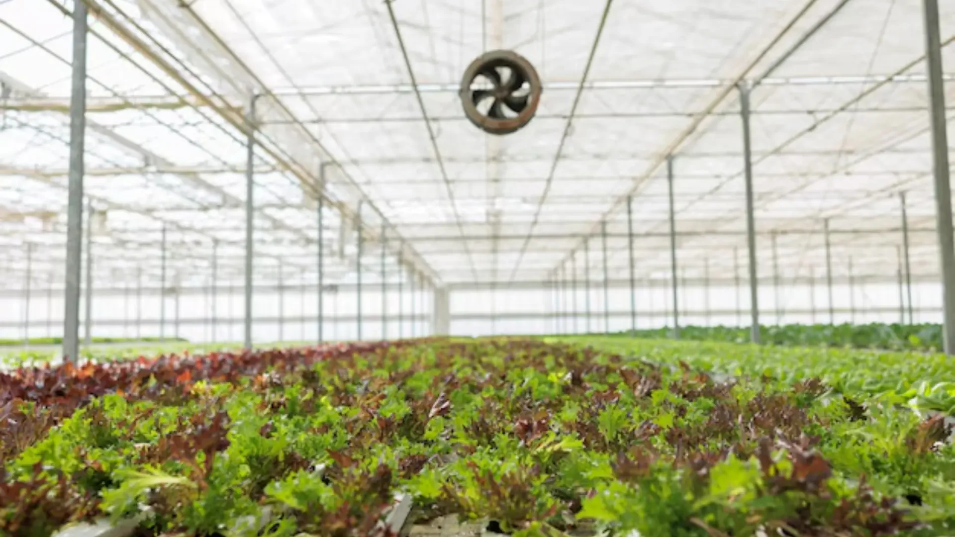 Keeping Your Garden Cool: How Hurricane Fans Enhance Indoor and Outdoor Growing Environments 