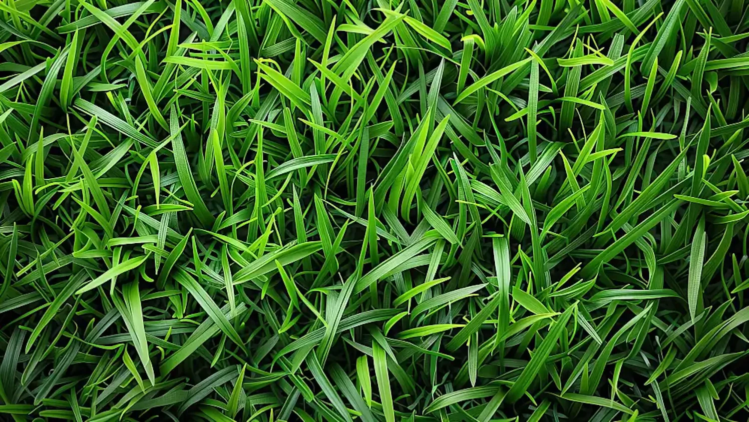 Achieve a healthy lawn: The best fertilizers for St. Augustine grass