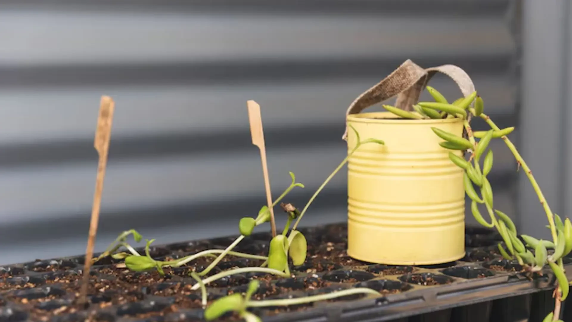 Revolutionizing Agriculture: How Beanstalk, Blacksmith Bio, and Nano-Yield Drive Plant Health and Productivity