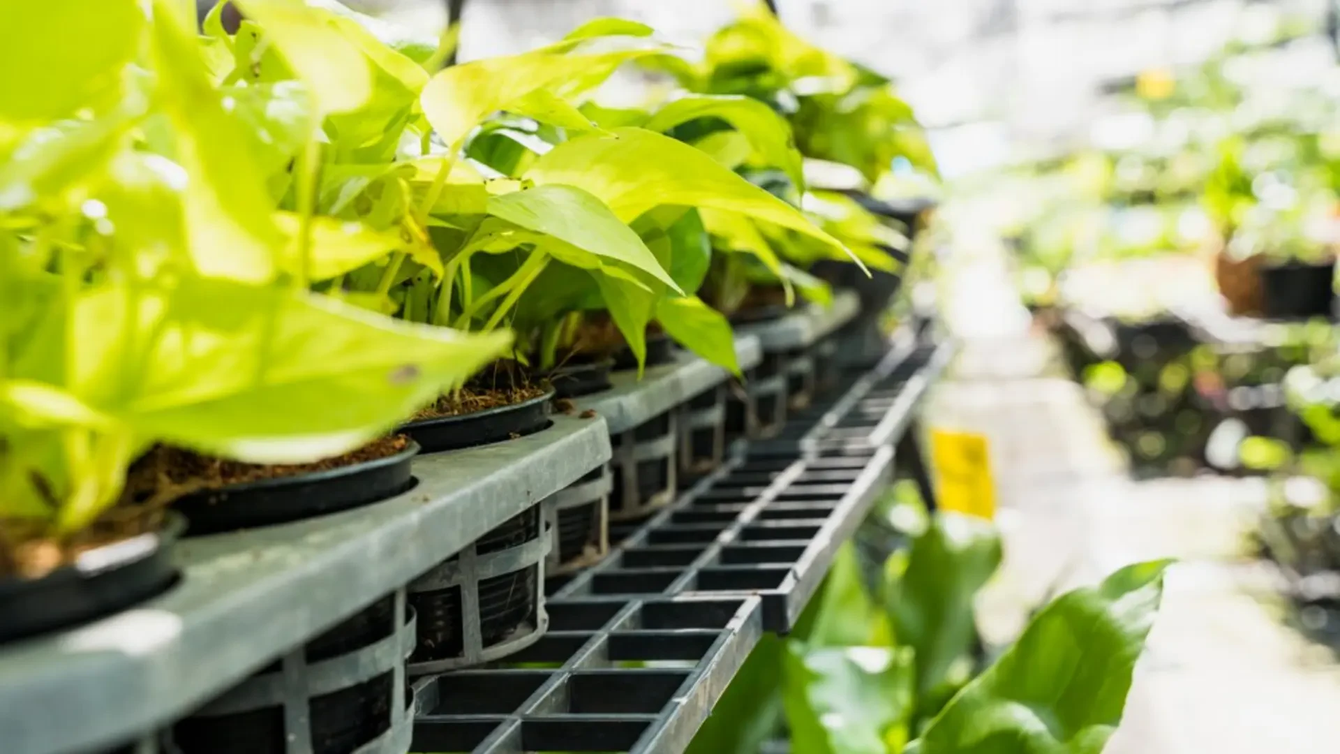 Maximizing Yields in Small Spaces: Freight Farms, Amplified-Ag, and Box4Grow Solutions