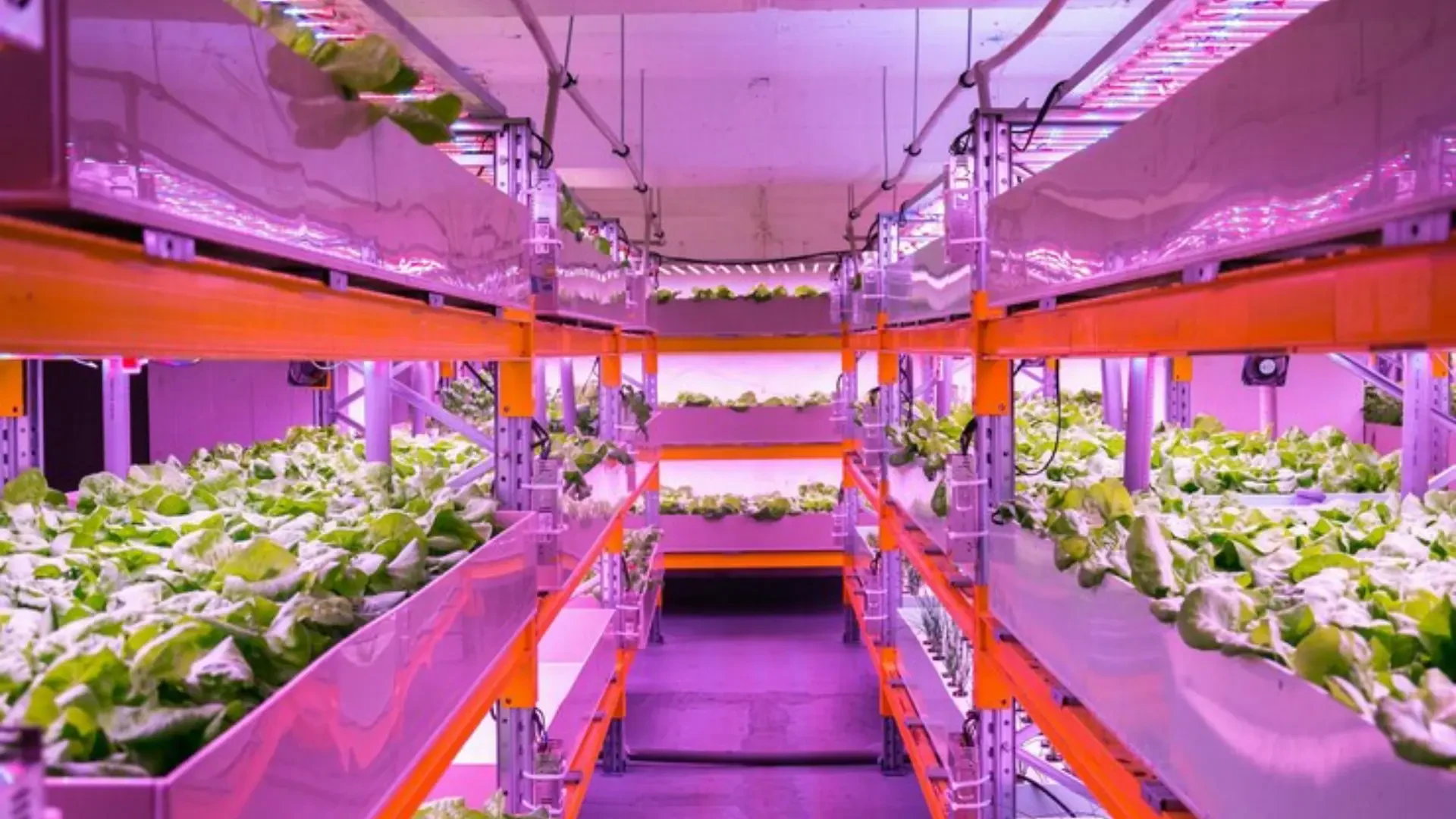 Illuminate Your Space: A side-by-side Look at Mo's Indoor Lighting and ILuminar Lighting