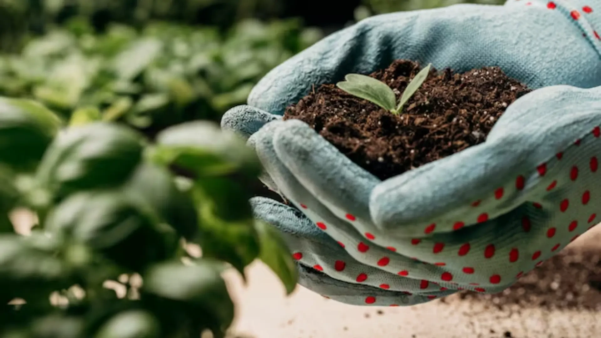 Elevating Horticulture: How West Coast Horticulture, PhycoTerra, and Tanks Green Stuff are Transforming Sustainable Growing Practices