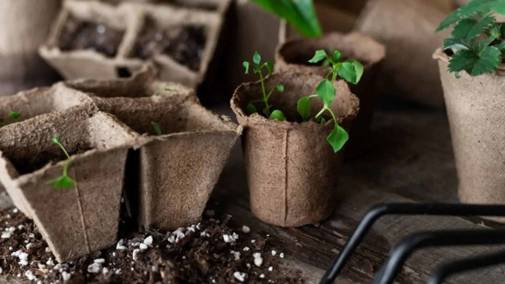 Innovative Tools for Growers: A Look at GreenGro, bio365, Beanstalk, and More