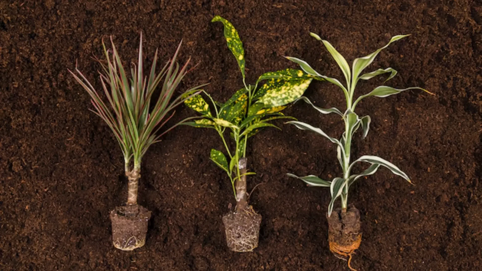 Boosting Growth with Green Growmaster, Air-Pot, and Rain Science