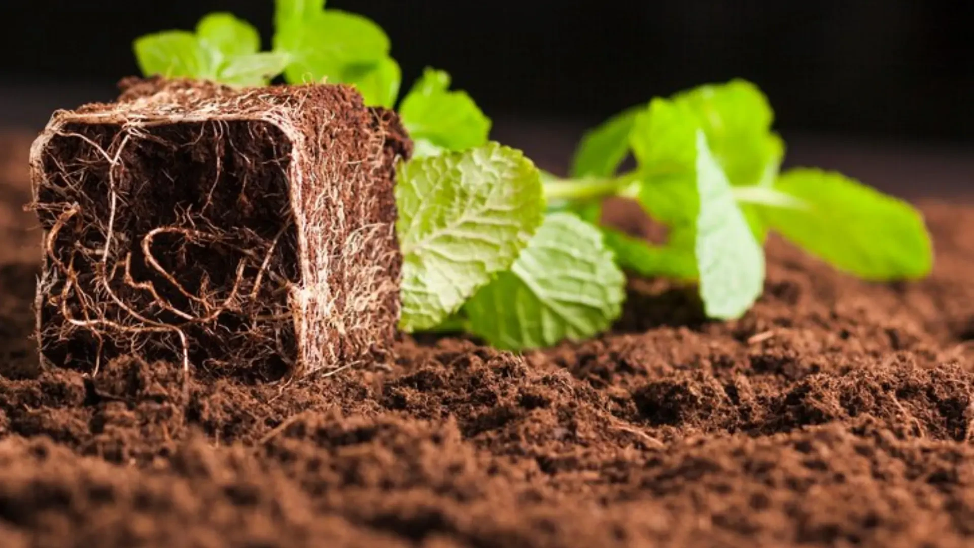 Enhancing Plant Growth: Plant Growth Solutions From Acela Biotek, Frankia Fertilizers And Suite Leaf In Modern Agriculture