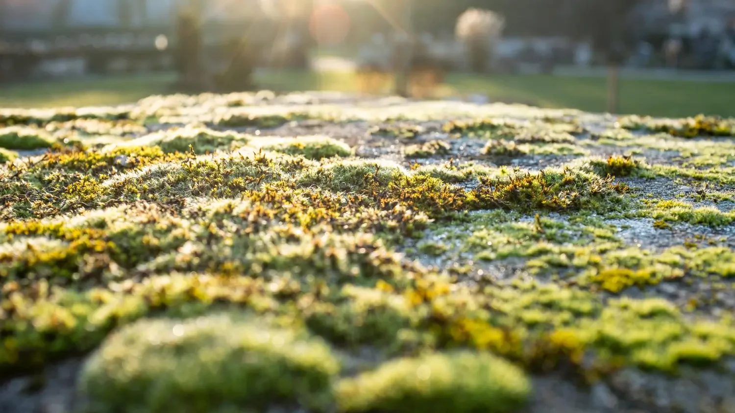  Identifying and treating common lawn fungus: A complete guide