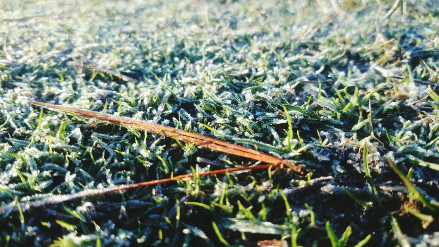 The Best Lawn Seeds for Winter: Keep your Grass Healthy Year-Round
