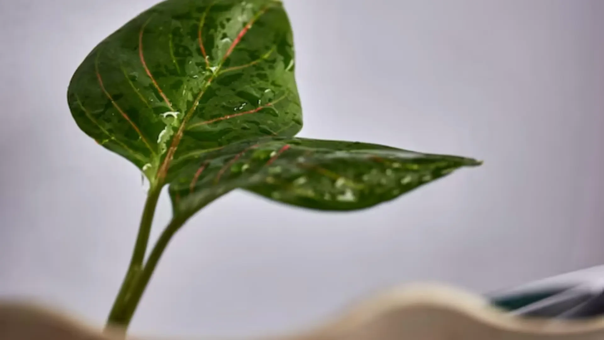 Organic Growth Solutions: The Impact of Organic Agro Nutritionals, Tank's Green Stuff, BioSoil, and Spray-n-Grow